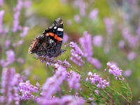 Lielais nātru raibenis (Vanessa atalanta)