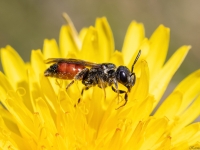 Slaidbite Sphecodes sp.