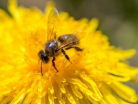 Medus bite (Apis mellifera)