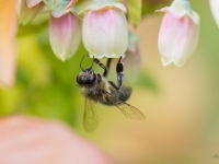 Medus bite (Apis mellifera)