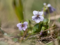 Purva vijolīte (Viola palustris)