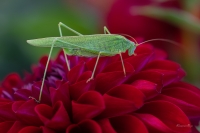 Sienāzis Phaneroptera falcata