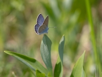 Meža zilenītis (Polyommatus semiargus)