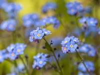 Neaizmirstules (Myosotis)