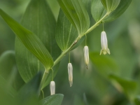 Dziedniecības mugurene (Polygonatum odoratum)