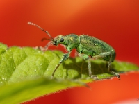 Sudrabzaļais lapu smecernieks (Phyllobius argentatus)