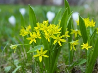 Meža zeltstarītes (Gagea lutea)