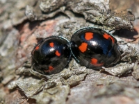 Četrplankumu melnmārītes (Exochomus quadripustulatus)