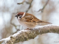 Lauku zvirbulis (Passer montanus)