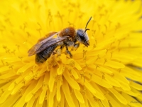 Smilšbite Andrena tibialis