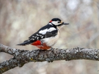 Dižraibais dzenis (Dendrocopos major)