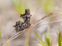 Jāņogu raibenis (Polygonia c-album)