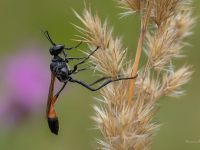 Racējlapsene Ammophila sp.