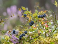 Parastās mellenes (Vaccinium myrtillus)