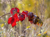 Zilganā kazene (Rubus caesius)