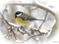 Lielā zīlīte (Parus major)