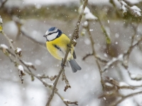 Zilzīlīte (Cyanistes caeruleus)