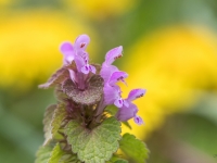 Sārtā panātre (Lamium purpureum)