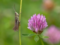 Sisenis Chorthippus dorsatus