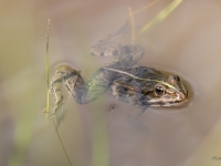 Zaļā varde (Rana esculenta)
