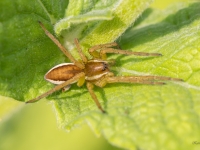 Medniekzirneklis (Dolomedes sp)