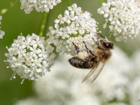 Medus bite (Apis mellifera)