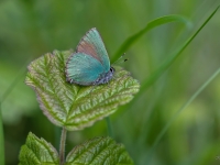 Aveņu astainītis (Callophrys rubi)