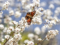  Acainais raibenis (Inachis io) ziedošā plūmē