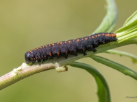 Salātu mūks (Cucullia lactucae)