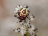 Vairogblakts Troilus luridus (nimfa)