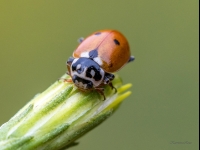 Mārīte Hippodamia variegata