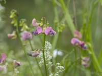 Meža dedestiņa (Lathyrus sylvestris)