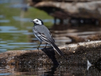 Baltā cielava (Motacilla alba)