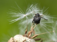 Smecernieks Mononychus punctumalbum