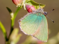Aveņu astainītis (Callophrys rubi)