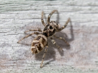 Zebras lēcējzirneklis (Salticus scenicus)