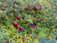 Lielā dzērvene (Vaccinium oxycoccos)