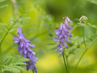 Vanagu vīķis  (Vicia cracca) 