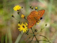 Lielais meža raibenis (Argynnis paphia)
