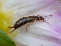 Parastā spīļaste (Forficula auricularia)