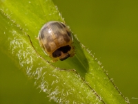 Rakstainā mārīte (Propylea quatuordecimpunctata)