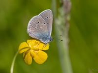 Meža zilenītis (Polyommatus semiargus)