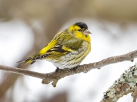 Ķivulis (Spinus spinus)
