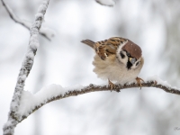 Lauku zvirbulis (Passer montanus)