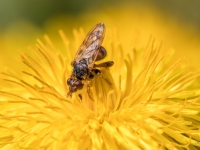 Lielgalvmuša Myopa sp.