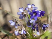 Zilās vizbulītes (Hepatica nobilis)