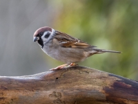 Lauku zvirbulis (Passer montanus)