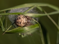 Riteņzirneklis Larinioides cornutus