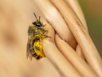 Bikšainā grumbuļbite (Dasypoda hirtipes)