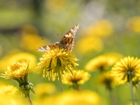 Dadžu raibenis (Vanessa cardui) uz pienenes.